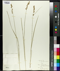 Carex echinata image