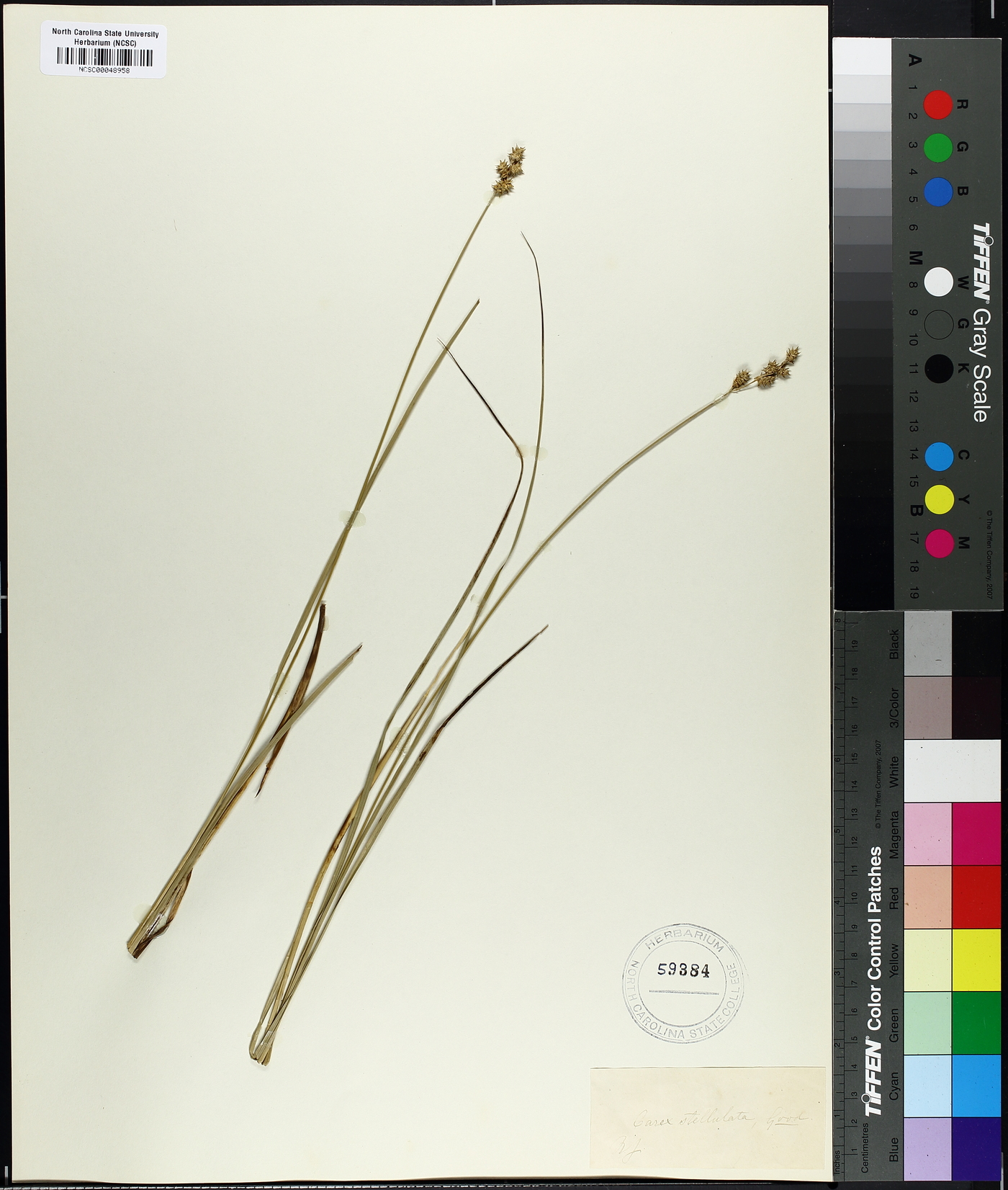 Carex stellulata image