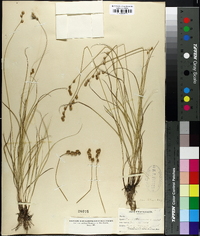 Carex straminea image