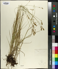 Carex straminea image