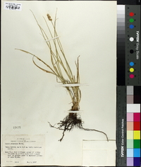 Carex straminea image