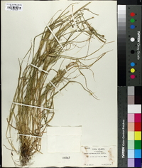 Carex sychnocephala image