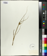 Carex sychnocephala image