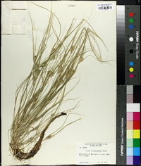 Carex sychnocephala image