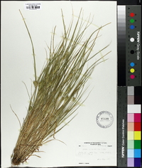 Carex sychnocephala image