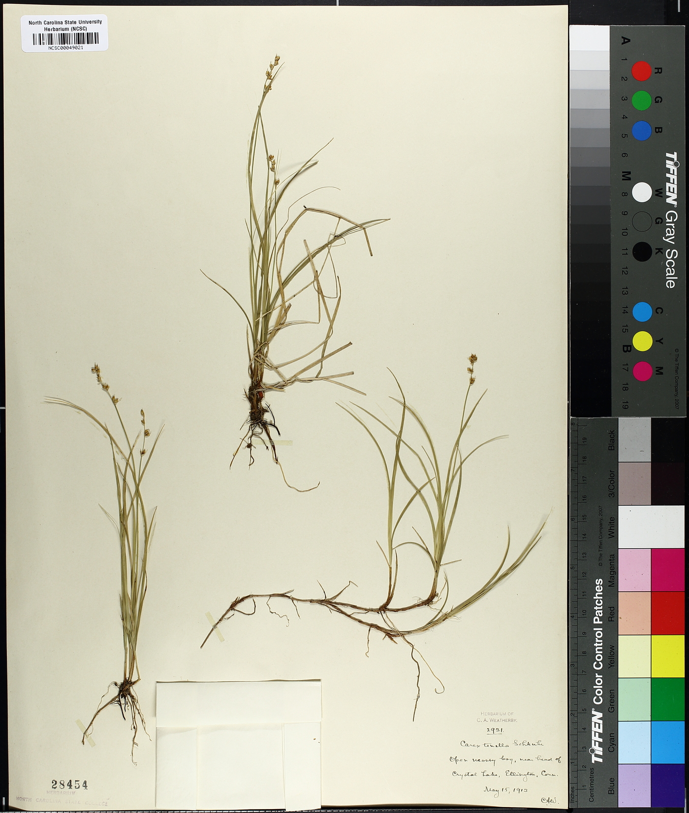 Carex tenella image