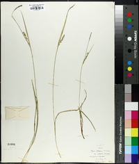 Carex tetanica image