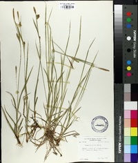 Carex tetanica image