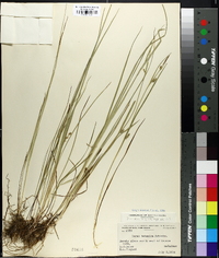 Carex tetanica image