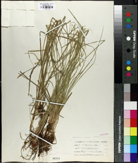 Carex tetanica image