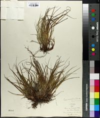 Carex tonsa image