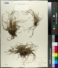 Carex tonsa image