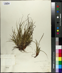 Carex tonsa image