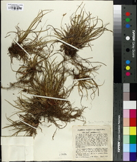 Carex tonsa image