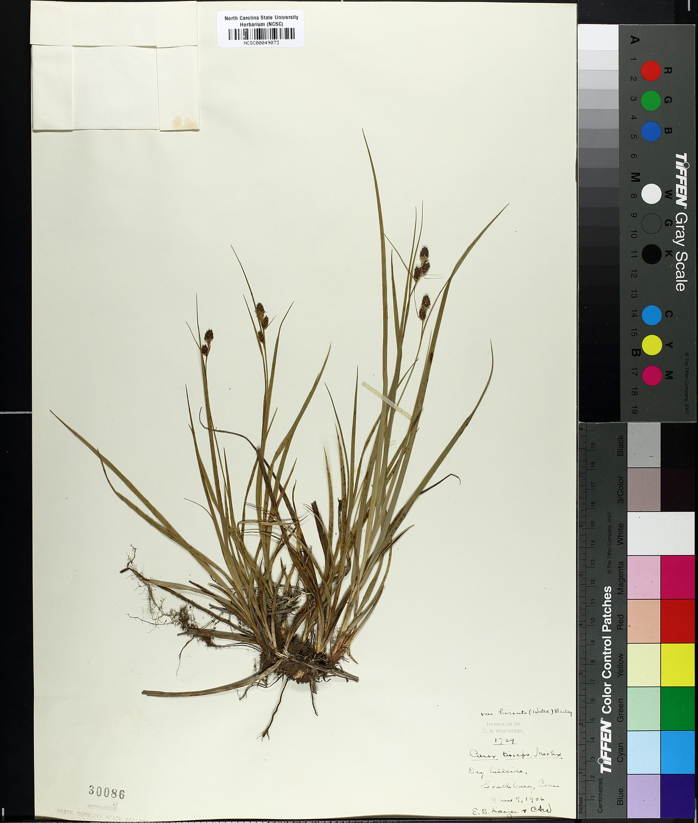 Carex triceps image