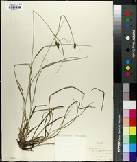 Carex triceps image