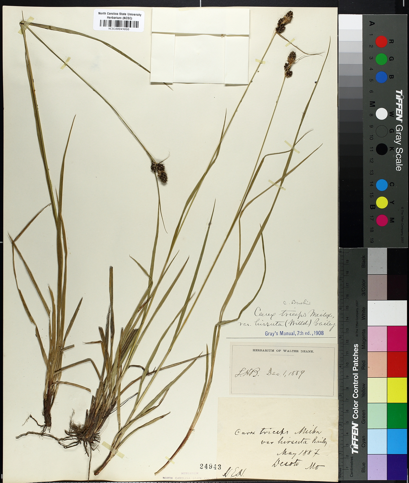 Carex triceps image
