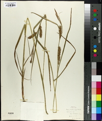 Carex trichocarpa image