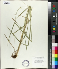 Carex trichocarpa image