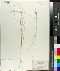 Carex trisperma image