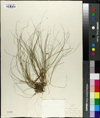 Carex trisperma image