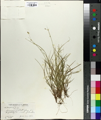 Carex trisperma image