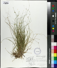 Carex trisperma image