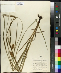 Carex tuckermanii image