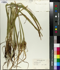 Carex typhina image