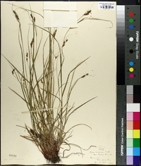 Carex virescens image