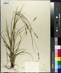 Carex virescens image