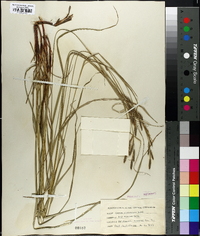 Carex virescens image