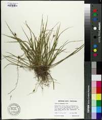 Carex willdenowii image