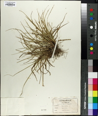 Carex willdenowii image