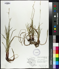 Carex woodii image