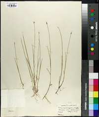 Carex pauciflora image