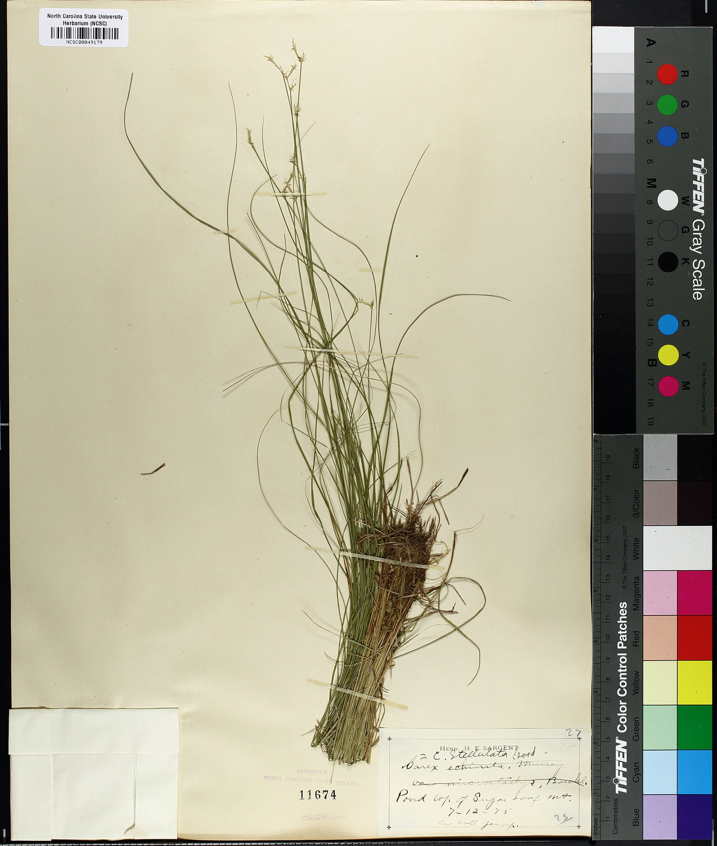Carex stellulata image