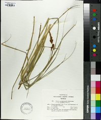 Carex appropinquata image