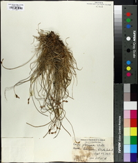 Carex glareosa image