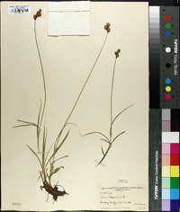 Carex leporina image