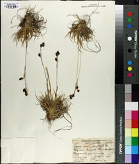 Carex misandra image