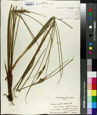 Carex montis-eeka image