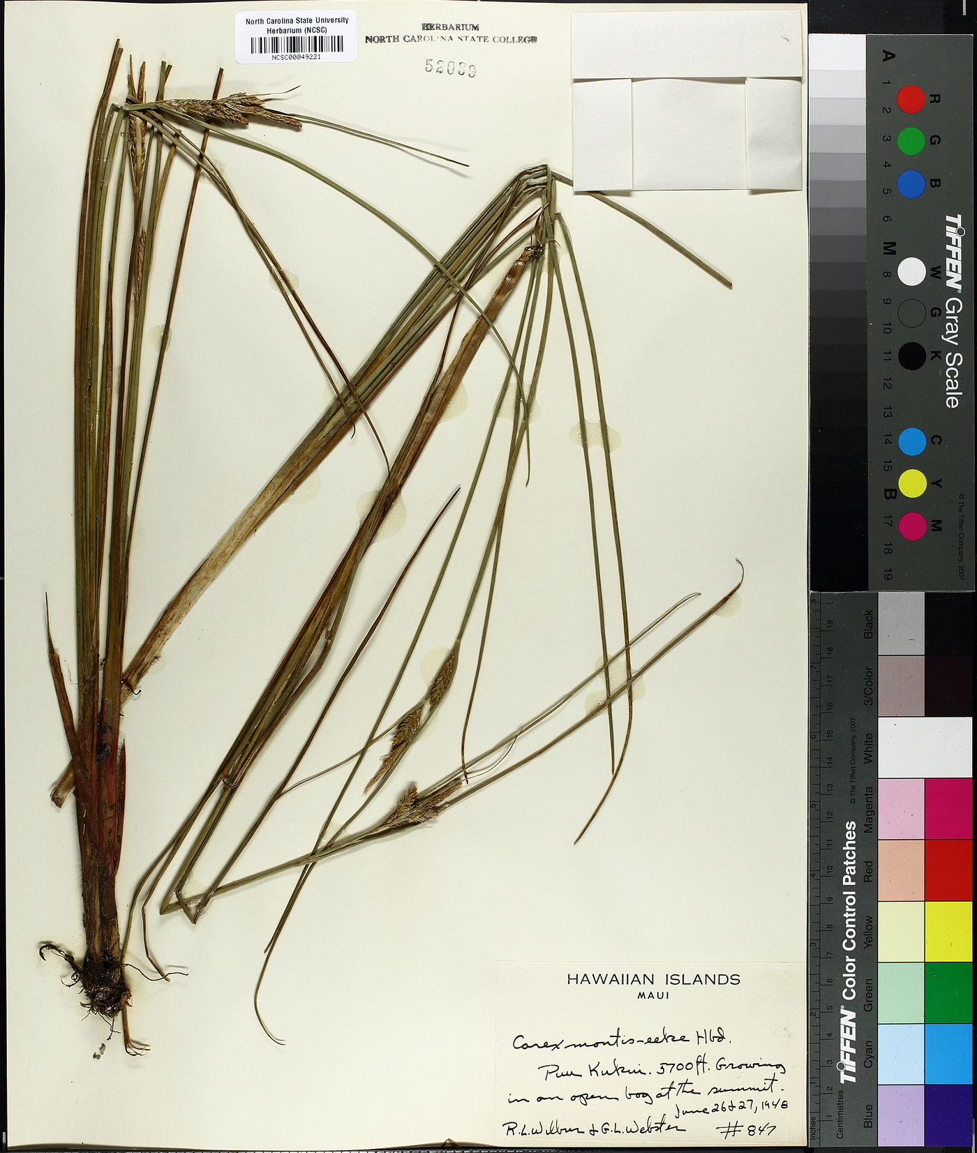 Carex montis-eeka image