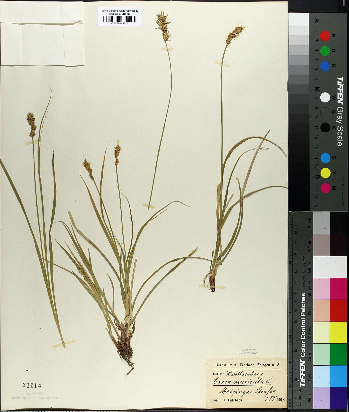 Carex muricata image