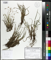 Carex ornithopoda image