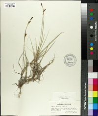 Carex panicea image