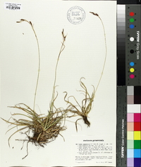 Carex sempervirens image