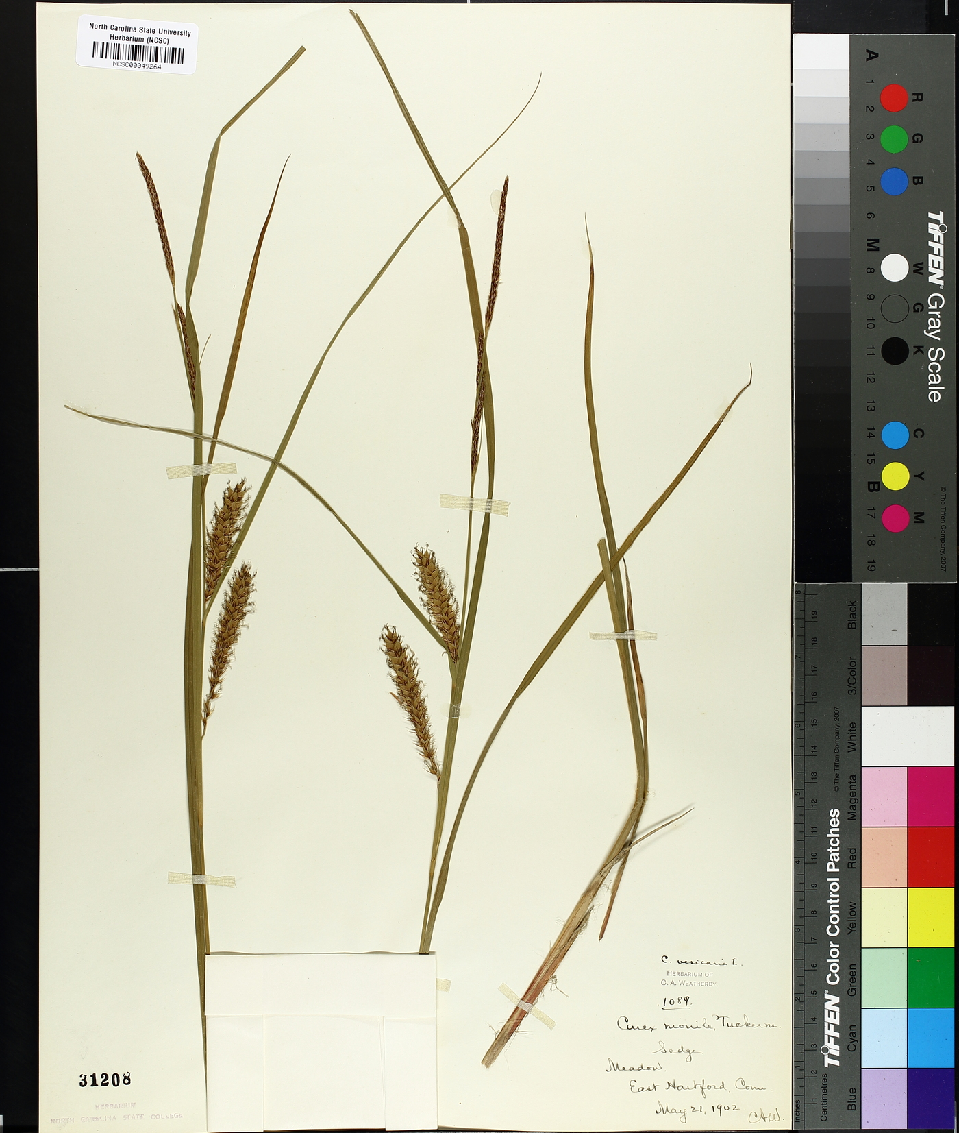 Carex monile image