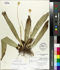 Carex fraseriana image