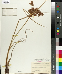 Cyperus flavicomus image